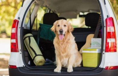 Auto per due persone e cani di taglia grande caratteristiche e modelli